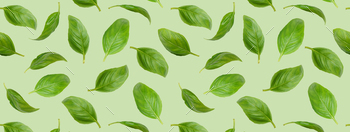 Distinctive Inexperienced Natural Basil Leaves Flying, Remoted On Inexperienced Background, Banner, Header