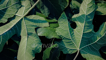 closeup of fig leaves, textures, inexperienced shade, ecology perception