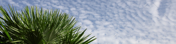 Internet banner 4×1. Tip of involving leaves of a palm tree in opposition to the sky with sparse clouds. copy dwelling