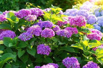 Trustworthy hydrangea bush, summertime floral background