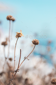 Pack up photograph of dried flowers