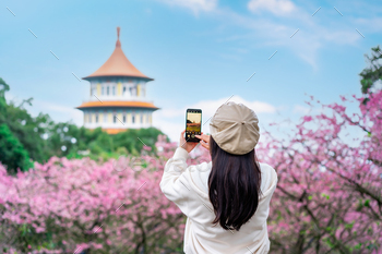 Youthful feminine vacationer taking a photograph of the stunning cherry blossom