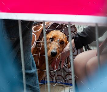 Caged canines being petted by a selected individual.