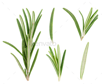 Different contemporary inexperienced rosemary branches on. remoted background