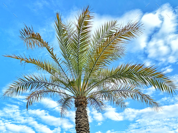 A tropical spring date palm tree blowing within the heat stride beneath a reasonably blue sky in paradise