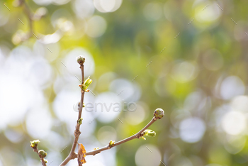 The awakening of nature in spring, branches with swollen buds and opening youthful leaves, delicate bokeh