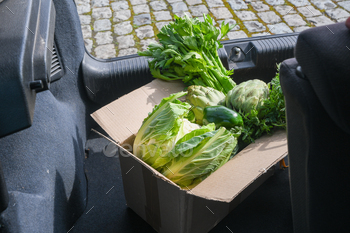 cardboard field with assortment of distinctive greens stands within the trunk of vehicle,pure merchandise