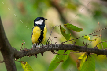 fowl sits on the department of a tree with leaves scattered about it