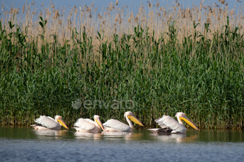 Favorable White Pelican (Pelecanidae) inside the Danube Delta, Romania