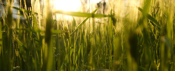 Inexperienced grass. Abstract nature background. Banner for accomplish with replica scenario. Net body