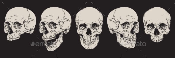 Anatomically Pleasurable Human Skulls Function