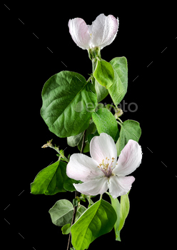 Heavenly Quince tree vegetation on a darkish background