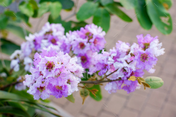 Lagerstroemia flower bloom or Tabak vegetation throughout the yard, Tropical vegetation in thailand for kind n