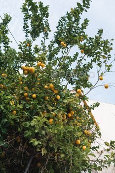 An excellent lemon tree, heavy with ripe yellow lemons, standing enormous in opposition to a rustic white dwelling