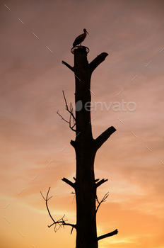 silhouette of a lonely stork in a nest on a tree trunk, sundown, night