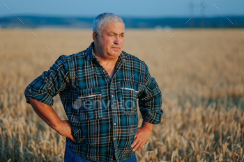 Golden Years, Golden Fields An extinct farmer’s happiness captured in a wheat discipline.