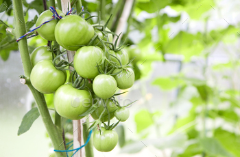 Bunch of inexperienced unripe tomatoes putting in a greenhouse