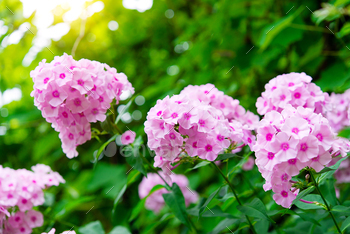 simply true-looking phlox bush in daylight within the backyard, summer season season floral background