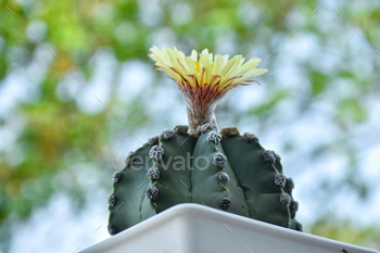 Cactus flower Astrophytum asterias. Tiny cactus sequence succulent plant in mini pots.