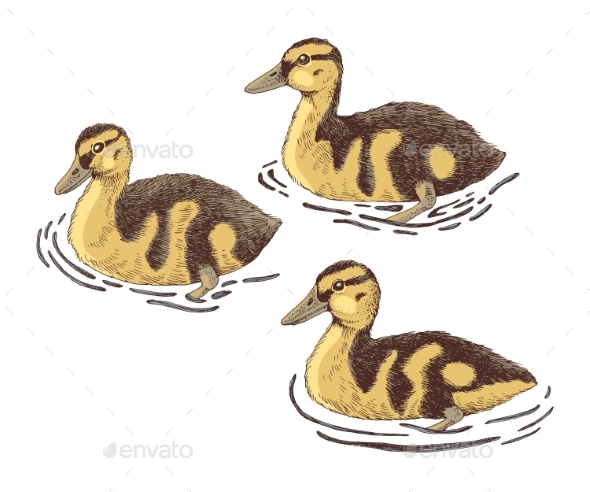 Ducklings Hand Drawn Vector Illustration