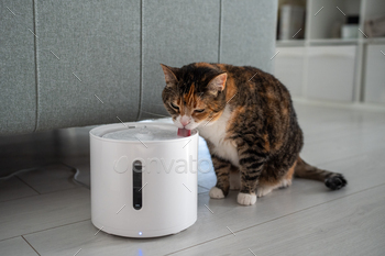 Cat ingesting from automated water dispenser cessation up. Spruce pet drinker with cell app connection.