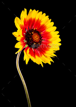 Attractive pink Gaillardia on a depressing background