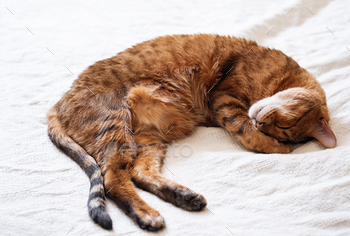 Curled up cat sleepeing on mattress.