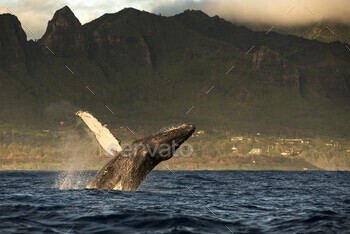 Humpback whale leaping out of water, Kauai island, Hawaii islands, USA