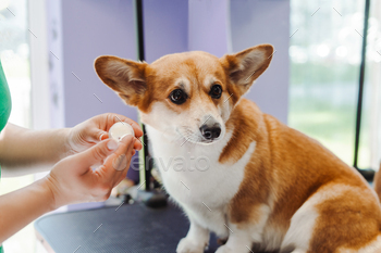 Unrecognizable girl conserving cream and moisturizing paws of corgi canine