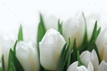 Discontinuance-up bouquet of white tulips. Anniversary birthday celebration thought. Comfortable focal point