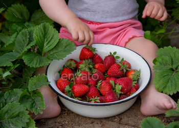 small lady ingesting strawberries within the yard. Selective focus