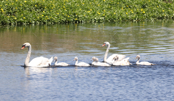 Swans gracefully swim on the water, feeding alongside fish