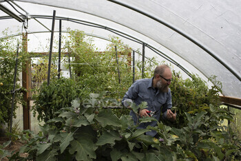 Mature man tending microscopic one eggplants in pure farm poly tunnel