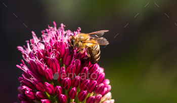 A Honeybee is busy gathering Pollen from a garlic Flower within the Lush Yard