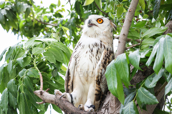 Siberian eagle owl resting on the tree