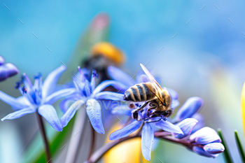 Honeybee Gathering Pollen on Blue Squill Plants