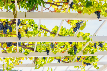 Bunches of ripe crimson grapes grasp on white wood pergola perspective passage tunnel. Winery fruit