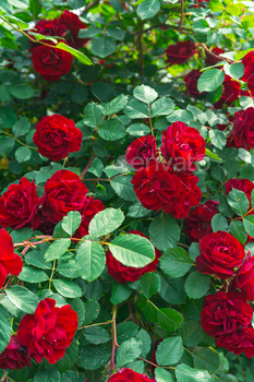 Beautiful Beautiful Crimson Rose Bush Vegetation In Park Or Yard Outdoors In Sunny Day