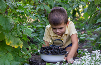 the boy appears to be to be at a blackberry via a magnifying glass, in opposition to the background of nature