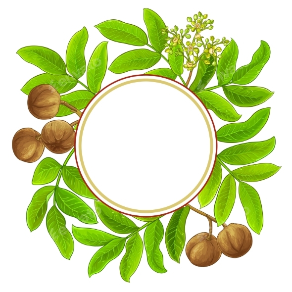 Andiroba Branches Vector Physique on White Background