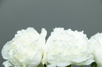 intriguing white peony Joseph Christie flower. Closeup. Blurred background