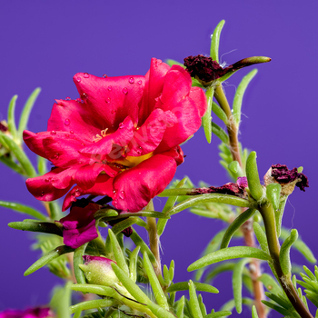 Resplendent crimson Portulaca grandiflora on a pink background