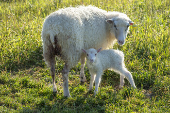 Ewe and her lamb standing in a sunlit self-discipline with contemporary inexperienced grass.