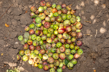 Compost pit of corrupt and worm-eaten apples in a backyard.