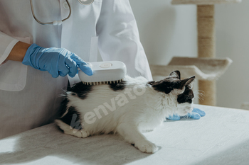 A veterinarian combs a kitten exact right into a dwelling sanatorium.