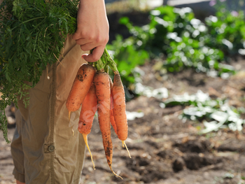 A girl preserving freshly harvested pure carrots in her hand.