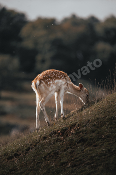 Lone European Fallow Deer grazing on a hill