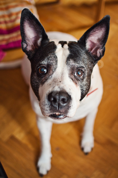 portrait of a secure lovable darkish white American Staffordshire terrier canine, pets and animals