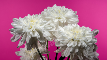 White chrysanthemum on a pink background