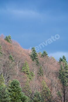 Silent panorama of a forested hillside with an very final blue sky above